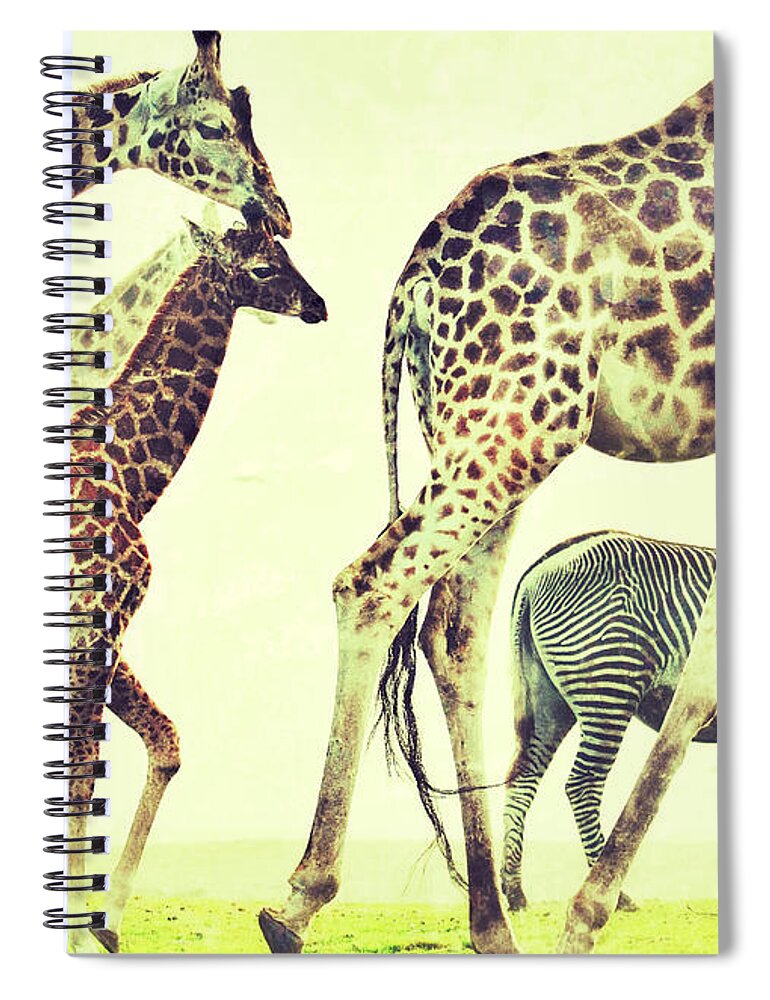 Giraffes Spiral Notebook featuring the photograph Giraffes and a zebra in the mist by Nick Biemans