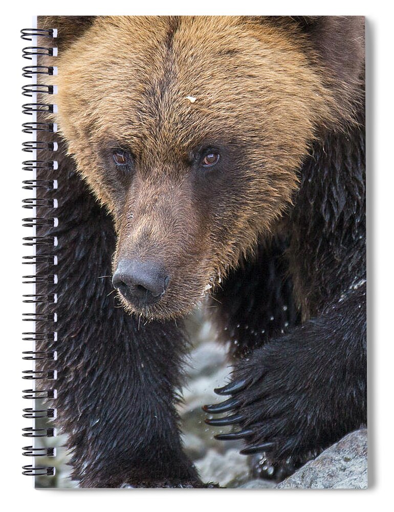 Bear Spiral Notebook featuring the photograph Glacier's Edge by Kevin Dietrich