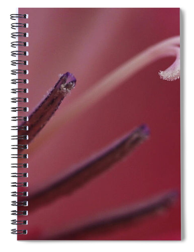 Floral Spiral Notebook featuring the photograph Gladiola by Guy Shultz