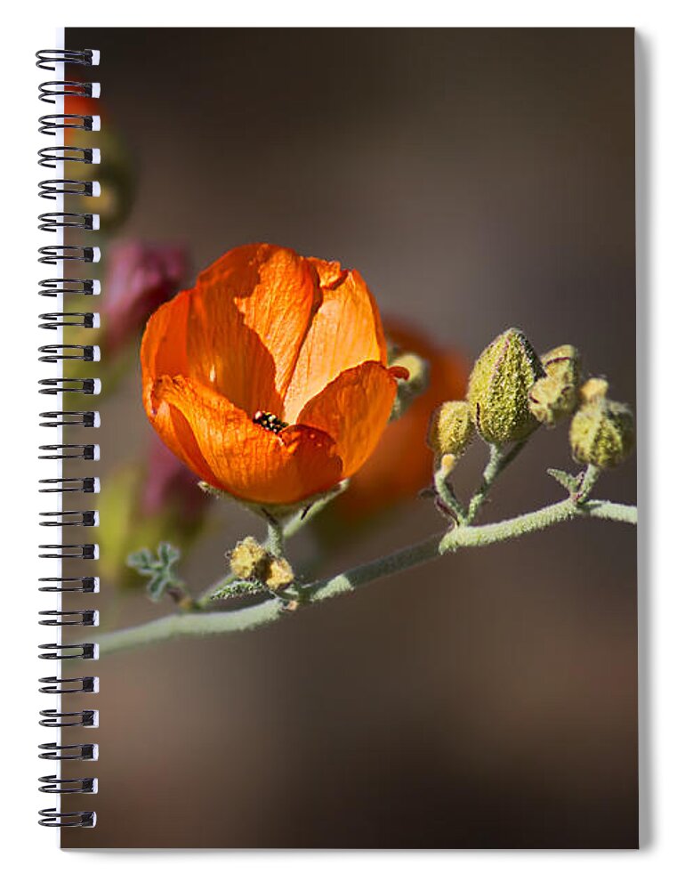 Wildflowers Spiral Notebook featuring the photograph Globemallow by Nikolyn McDonald