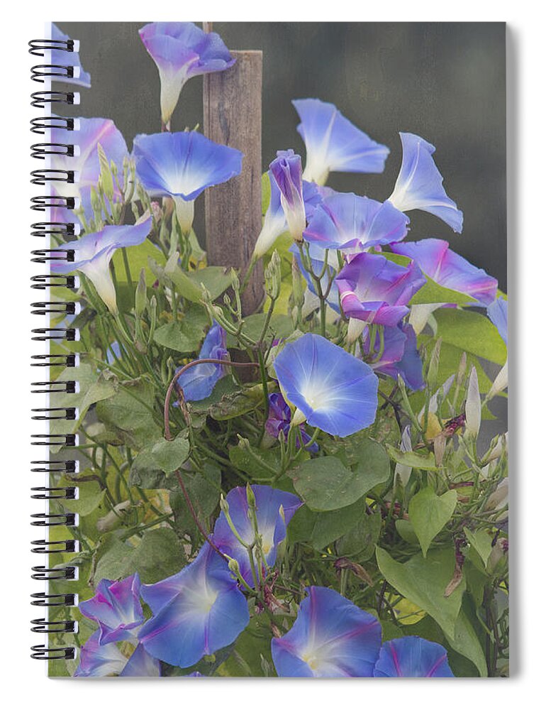 Morning Glory Flower Spiral Notebook featuring the photograph Glory in the Morning by Kim Hojnacki