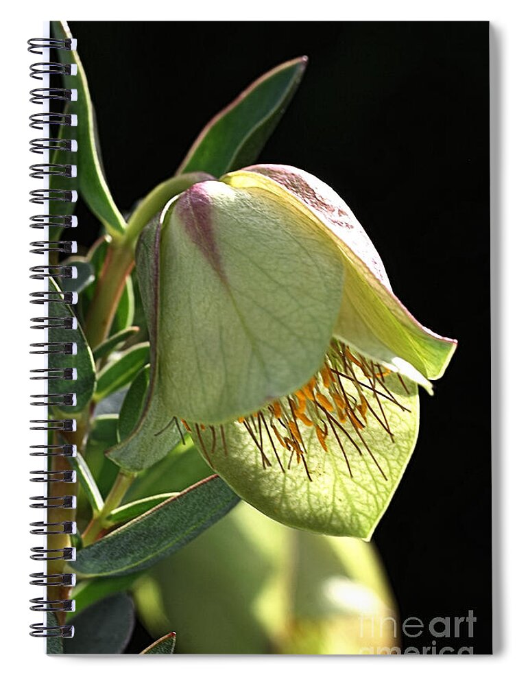 Qualup Flower Spiral Notebook featuring the photograph Glow of the Bell by Joy Watson