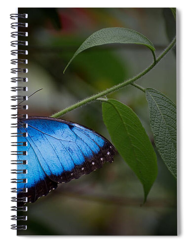 Penny Lisowski Spiral Notebook featuring the photograph Glowing Blue by Penny Lisowski