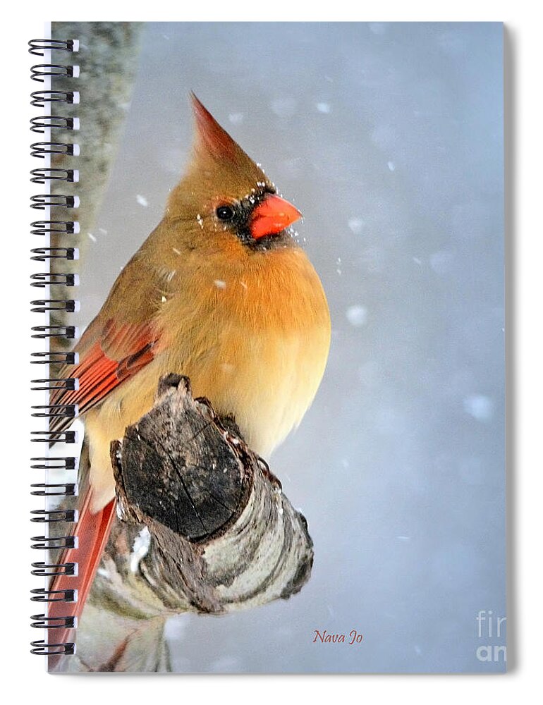 Nature Spiral Notebook featuring the photograph Glowing In The Snow by Nava Thompson