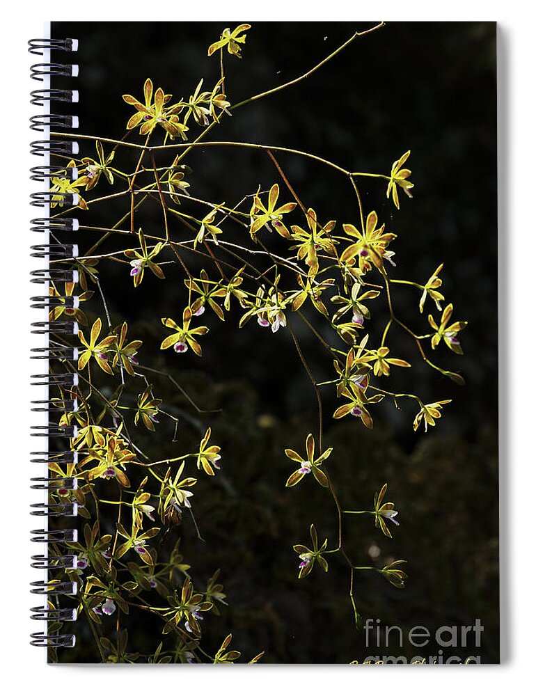 Butterfly Orchids Spiral Notebook featuring the photograph Glowing Orchids by Barbara Bowen