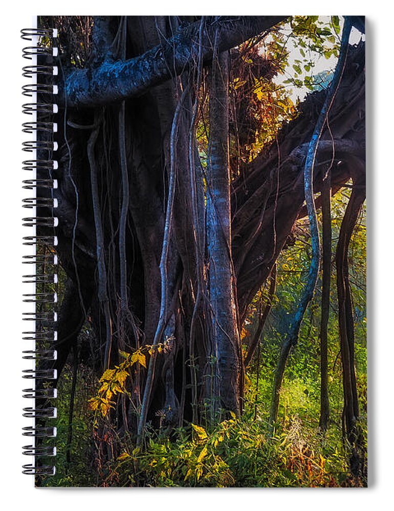 Banyan Spiral Notebook featuring the photograph Goan Banyan Tree. India by Jenny Rainbow