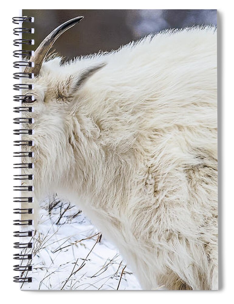 Mountain Goat Spiral Notebook featuring the photograph Goat On The Mountain by Yeates Photography