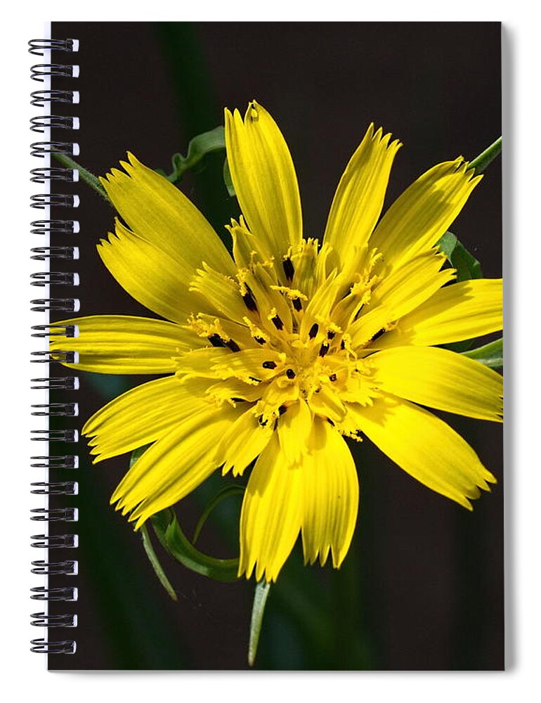 Yellow Spiral Notebook featuring the photograph Goats Beard flower by Paul Gulliver