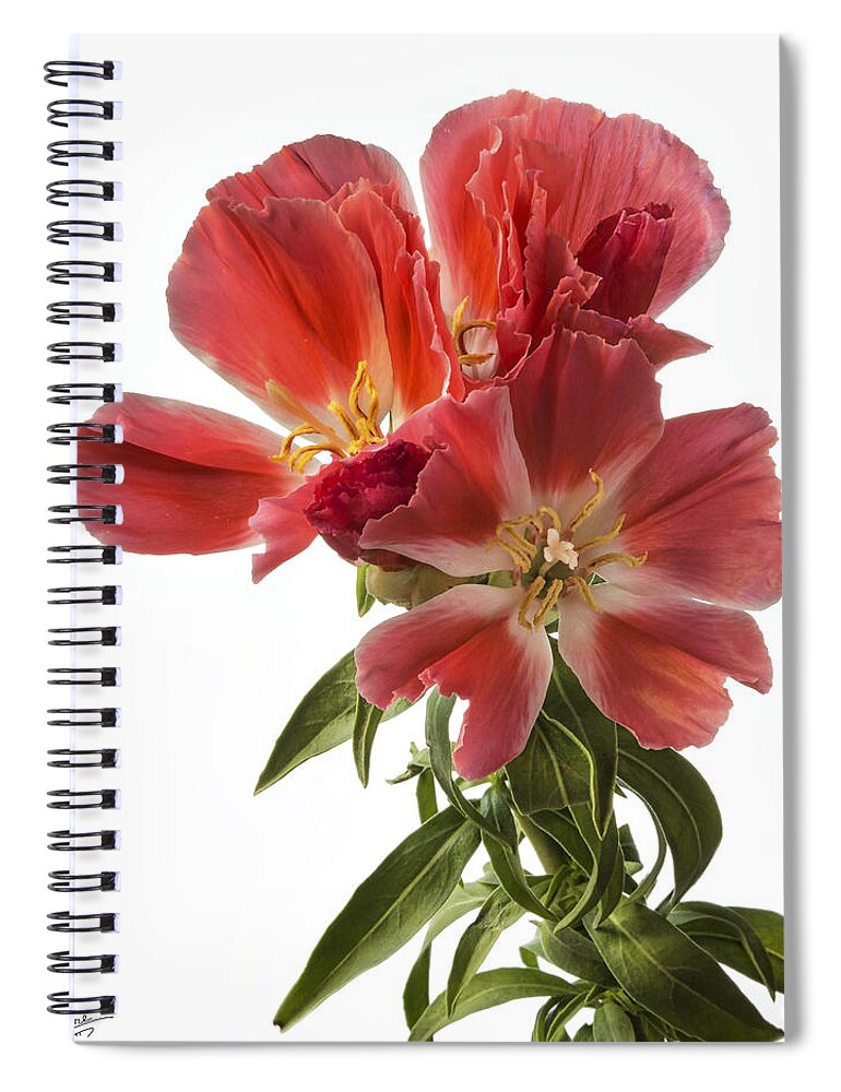 Flower Spiral Notebook featuring the photograph Godacia by Endre Balogh