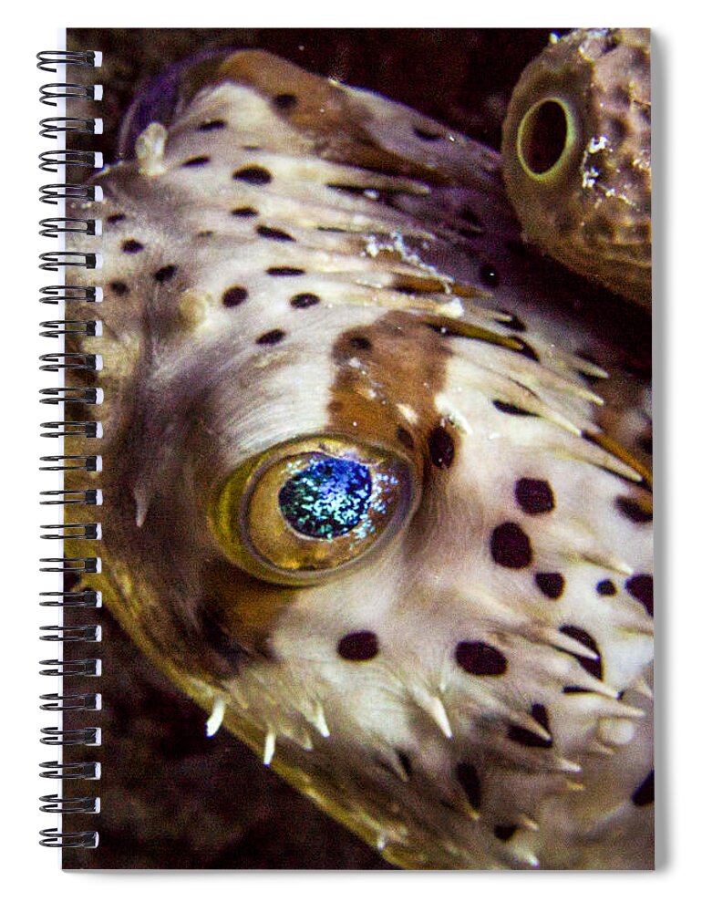 Puffer Spiral Notebook featuring the photograph Goggly Eye by Jean Noren
