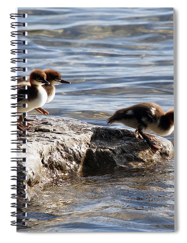 Merganser Spiral Notebook featuring the photograph Going for a swim by Jackson Pearson