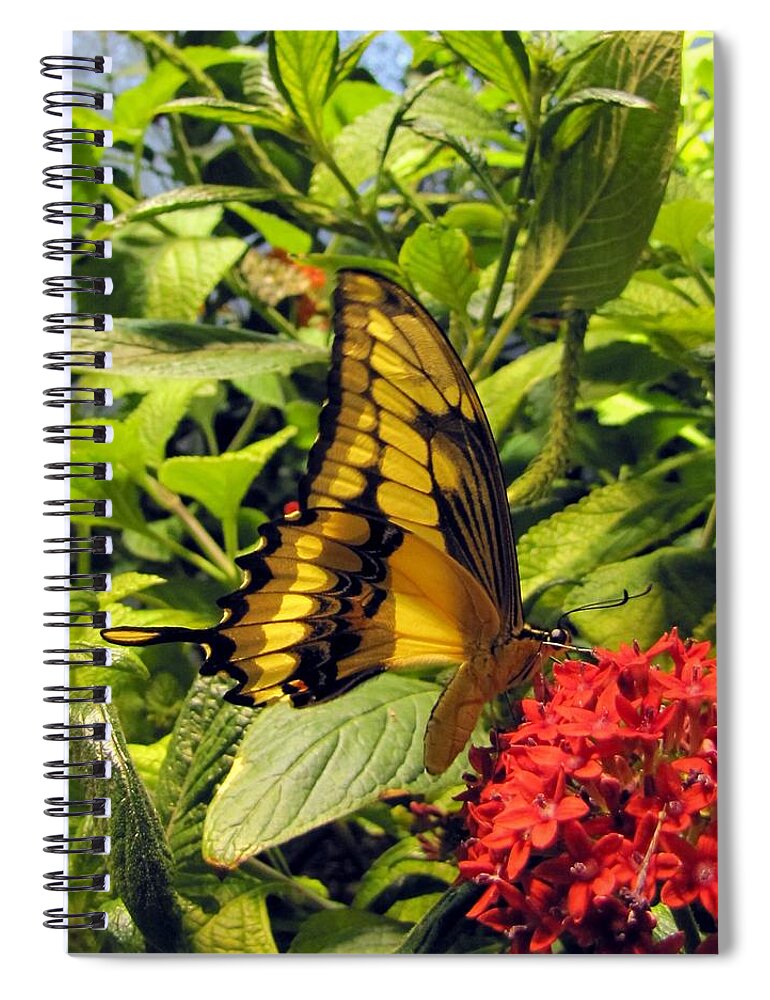 Wings Spiral Notebook featuring the photograph Gold Giant Swallowtail by Jennifer Wheatley Wolf