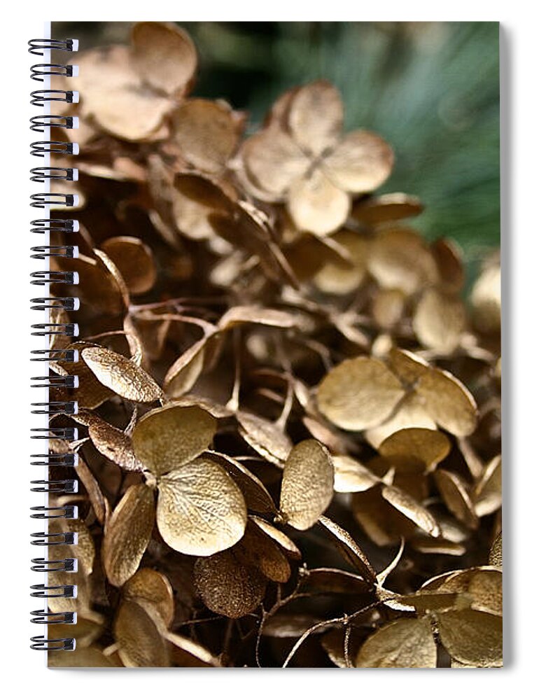 Outdoors Spiral Notebook featuring the photograph Gold Hydrangea by Susan Herber