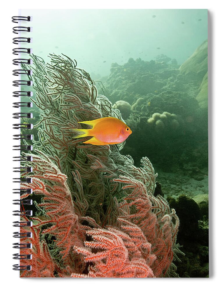 Underwater Spiral Notebook featuring the photograph Golden Damselfish, Yellow Damsel by Gerard Soury