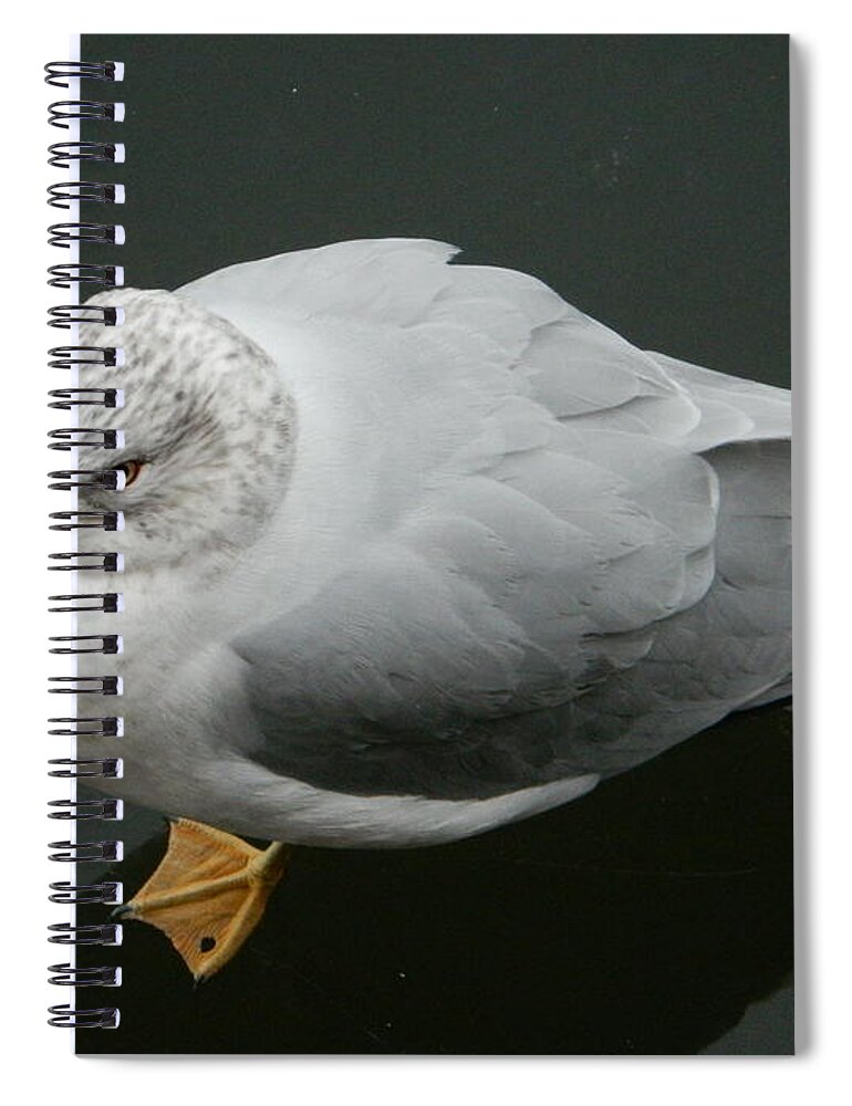Golden Eye View Spiral Notebook featuring the photograph Golden Eye View by Emmy Vickers