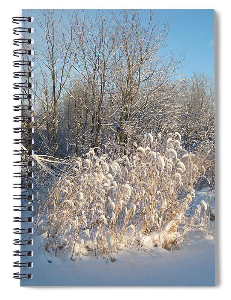 Foxtail Grass Spiral Notebook featuring the photograph Golden Grass in Winter Sun with Snow by Conni Schaftenaar