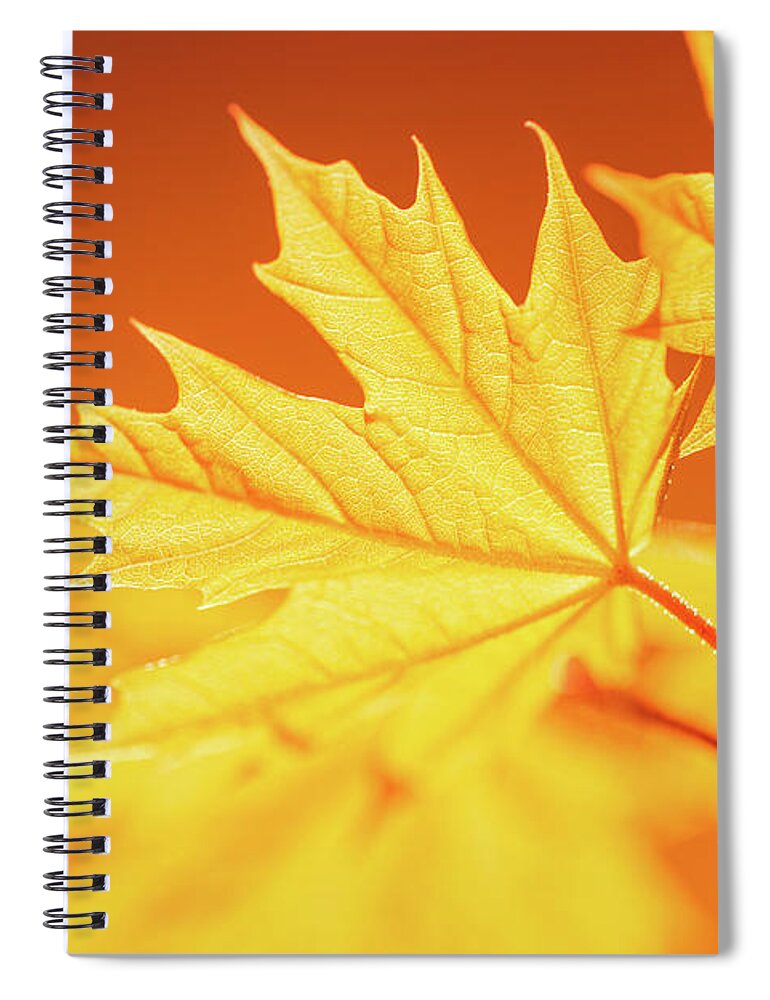 Orange Color Spiral Notebook featuring the photograph Golden Leaves by 5ugarless