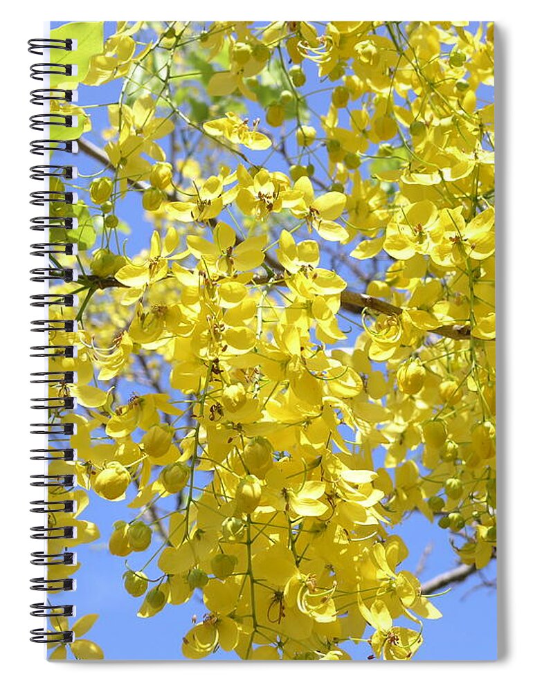 Yellow Spiral Notebook featuring the photograph Golden Medallion Shower Tree by Mary Deal