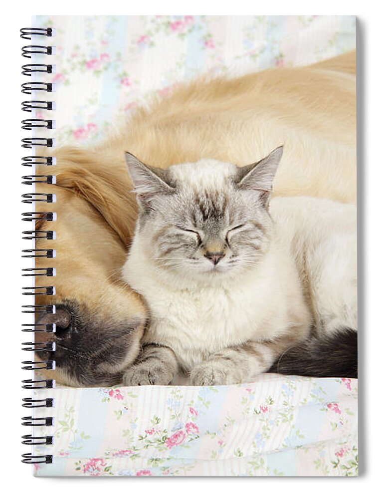 Dog Spiral Notebook featuring the photograph Golden Retriever And Cat by John Daniels