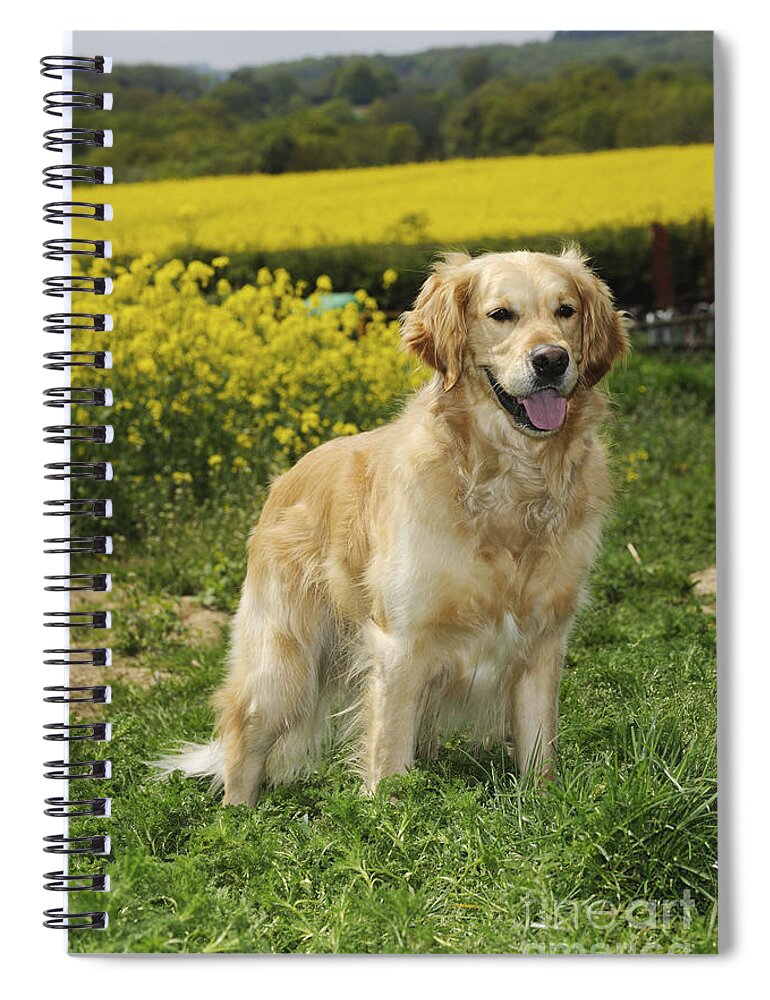 Dog Spiral Notebook featuring the photograph Golden Retriever And Farmland by John Daniels