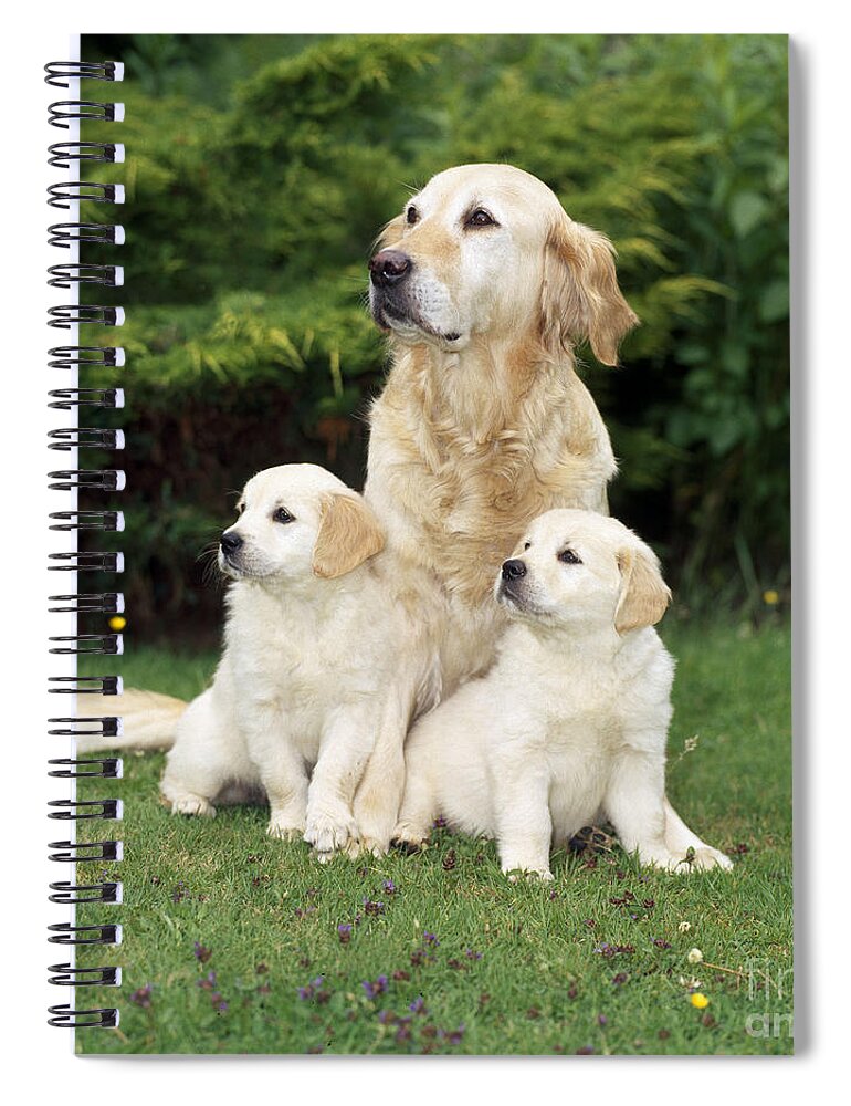 Golden Retriever Spiral Notebook featuring the photograph Golden Retriever Dog With Two Puppies by John Daniels