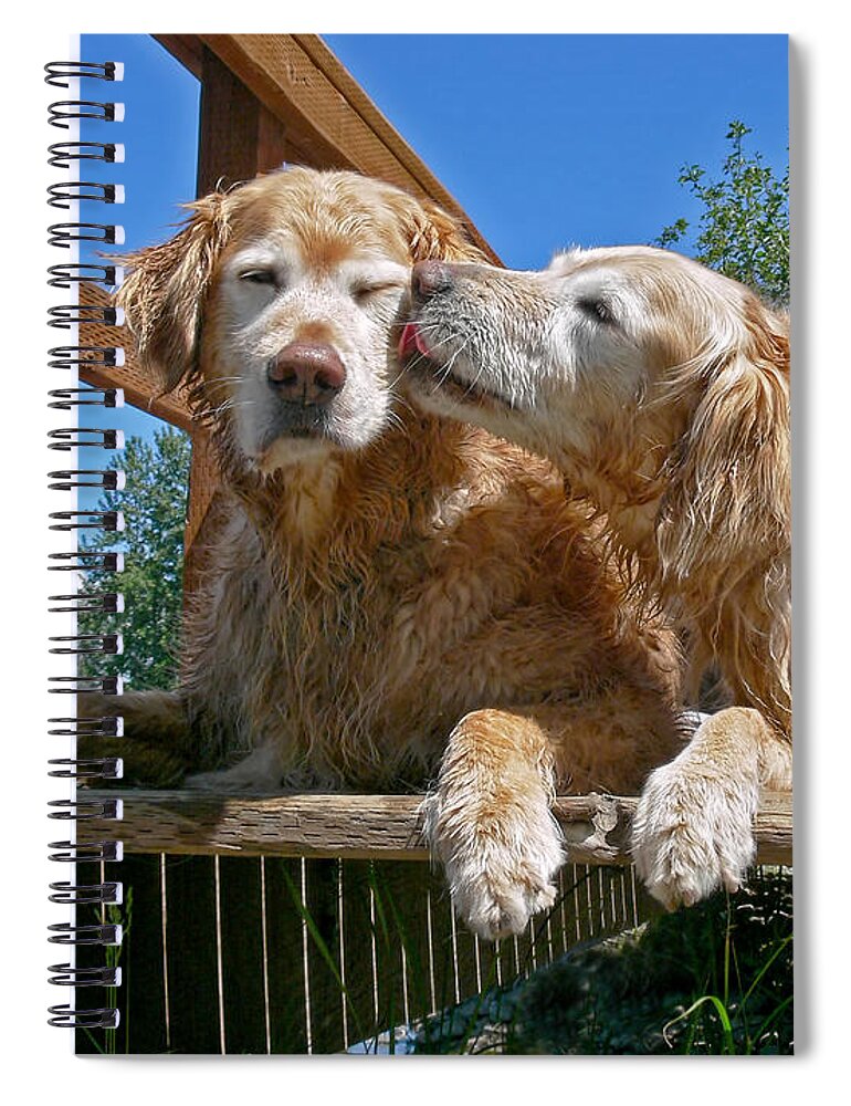 Golden Retriever Spiral Notebook featuring the photograph Golden Retriever Dogs The Kiss by Jennie Marie Schell