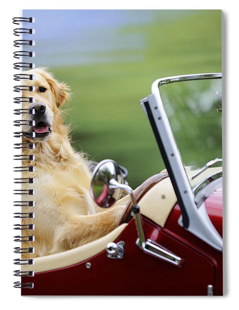 Golden Retriever Spiral Notebook featuring the photograph Golden Retriever In Car by John Daniels