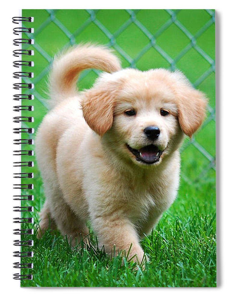 Golden Retriever Spiral Notebook featuring the photograph Golden Retriever Puppy by Christina Rollo