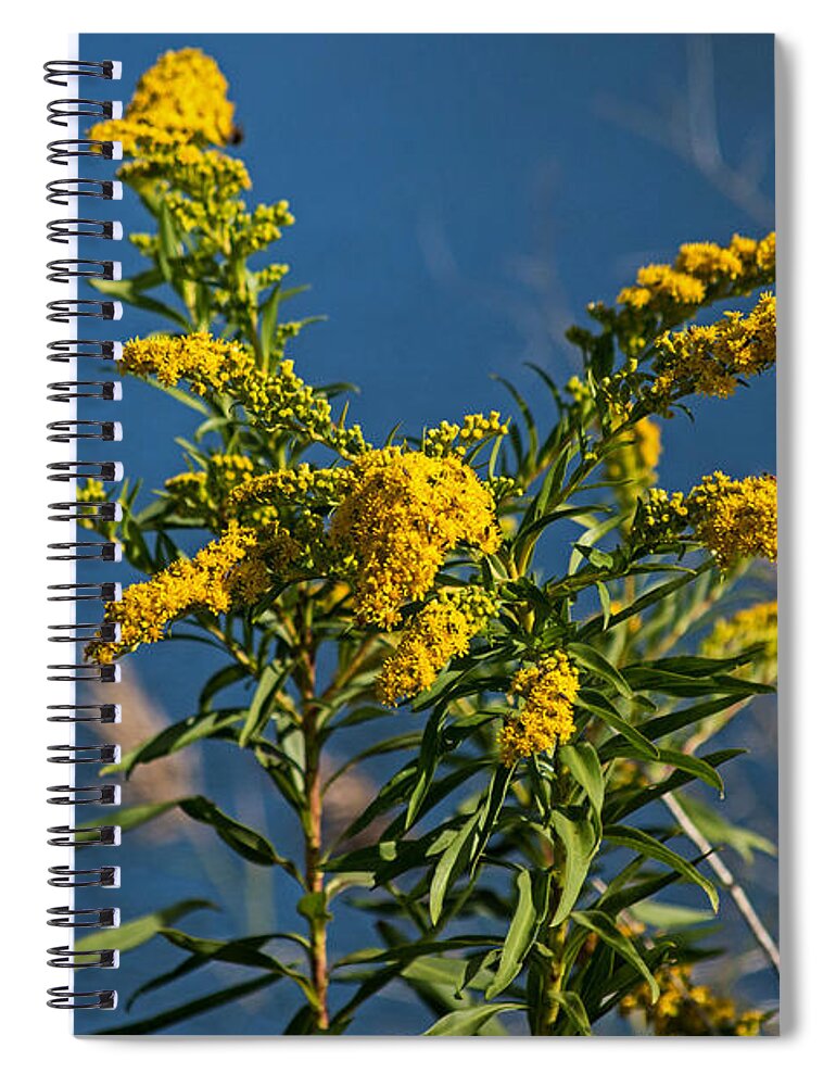 Golden Rods Spiral Notebook featuring the photograph Golden Rods at Northside Park by Bill Swartwout