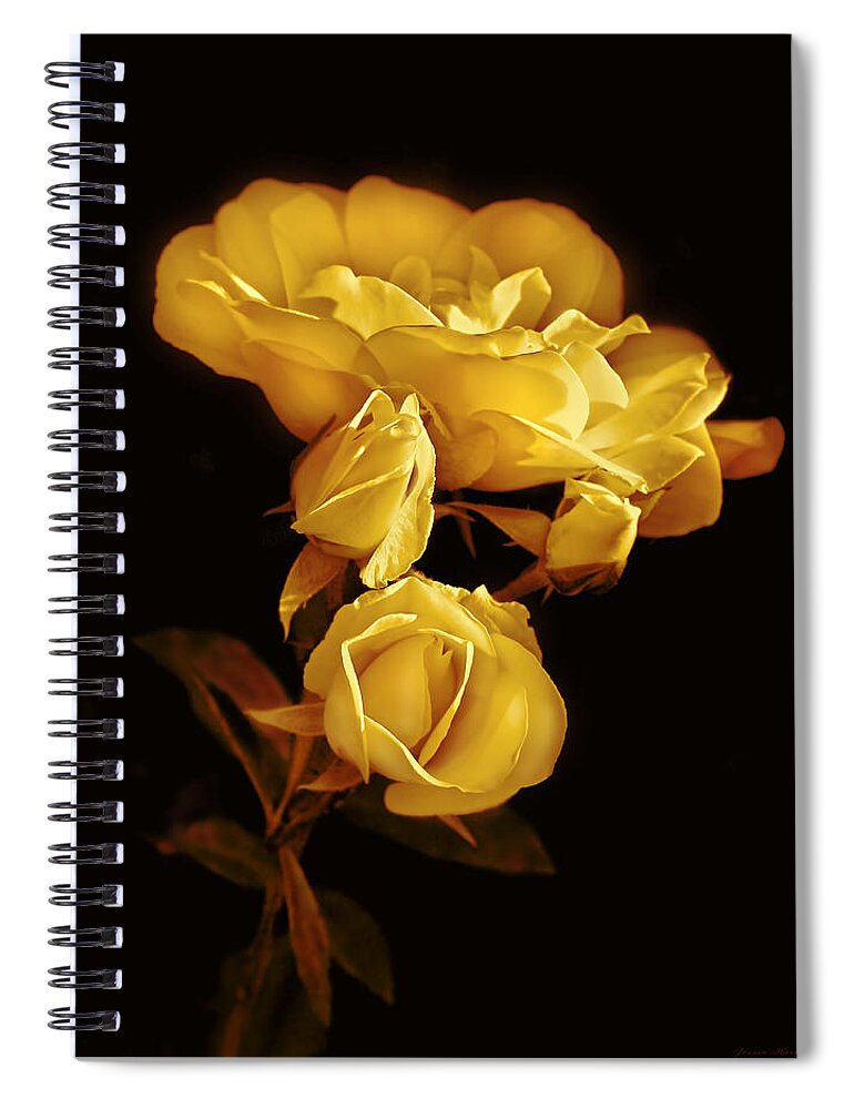 Rose Spiral Notebook featuring the photograph Golden Roses at Midnight by Jennie Marie Schell