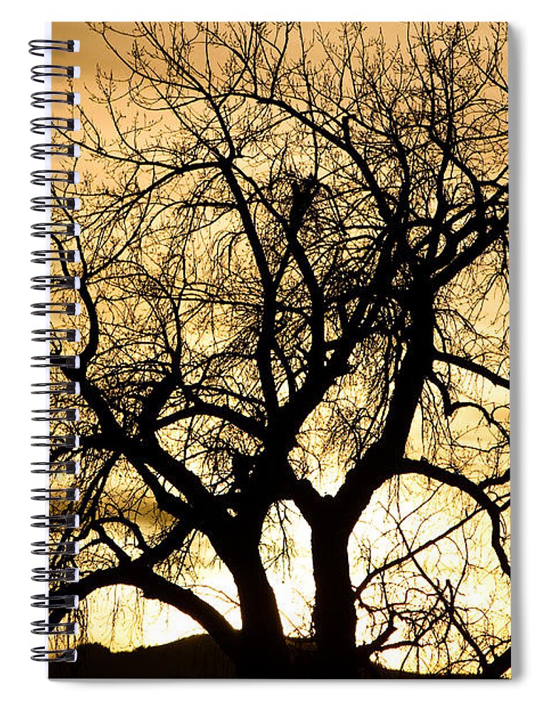 Trees Spiral Notebook featuring the photograph Golden Tree Sunset Silhouette by James BO Insogna