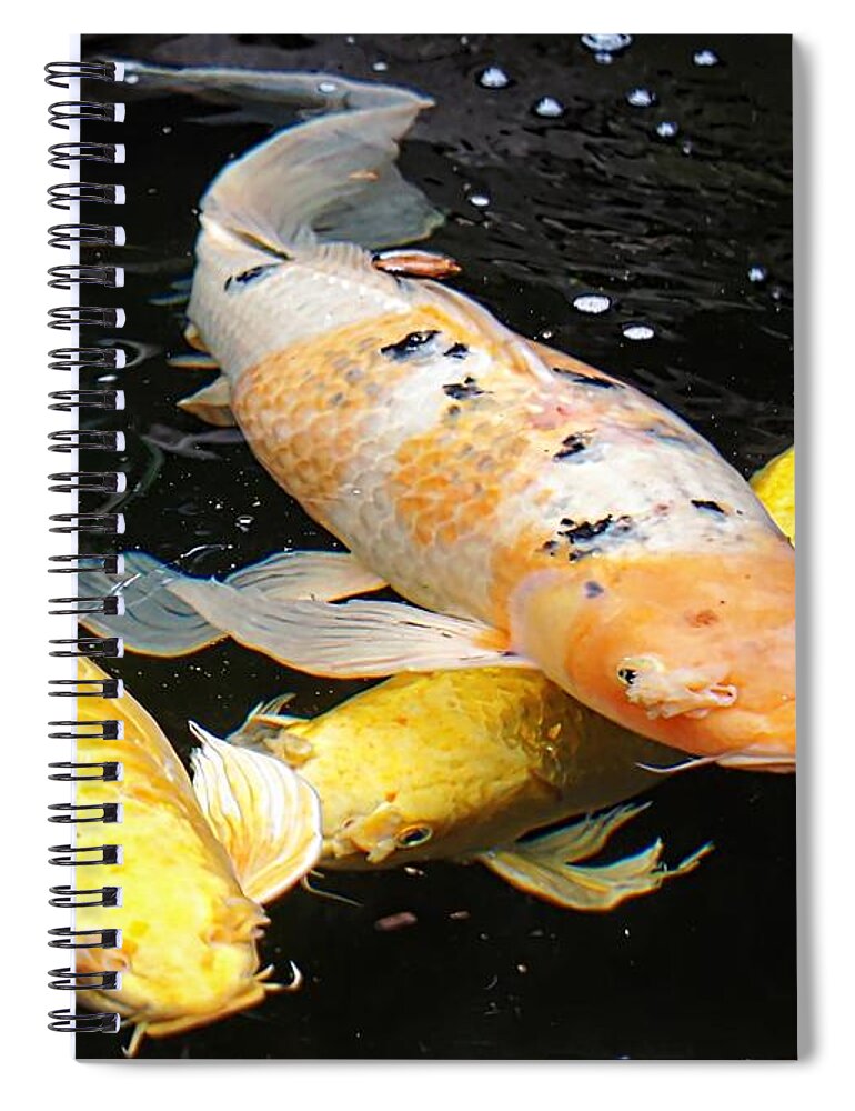 Koi Spiral Notebook featuring the photograph Golden Yellow Koi by Lilliana Mendez