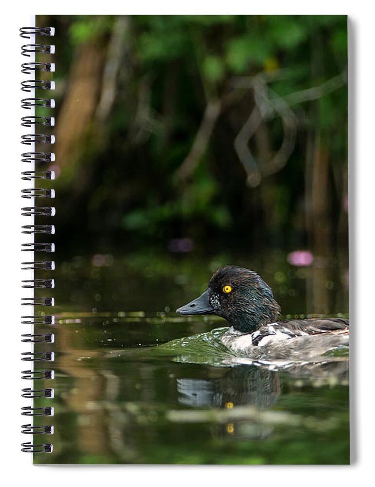 Goldeneye Spiral Notebook featuring the photograph Goldeneye by Everet Regal