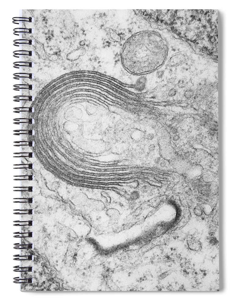 Transmission Electron Micrograph Spiral Notebook featuring the photograph Golgi Zone, Tem by David M. Phillips