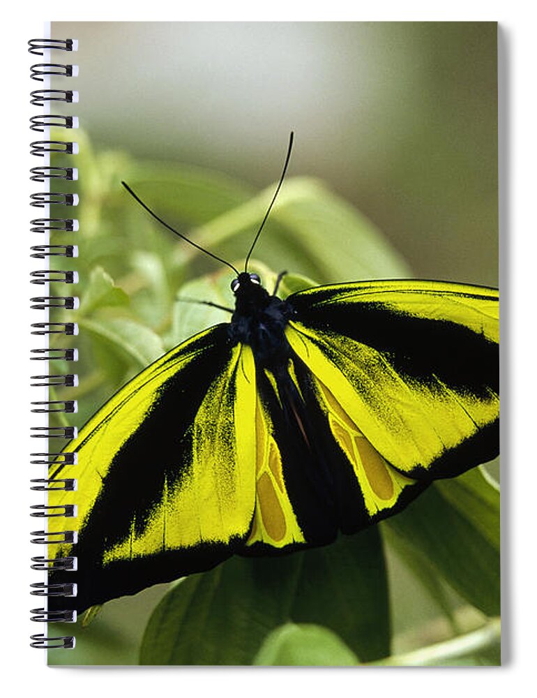 Feb0514 Spiral Notebook featuring the photograph Goliath Birdwing Butterfly Irian Jaya by Konrad Wothe