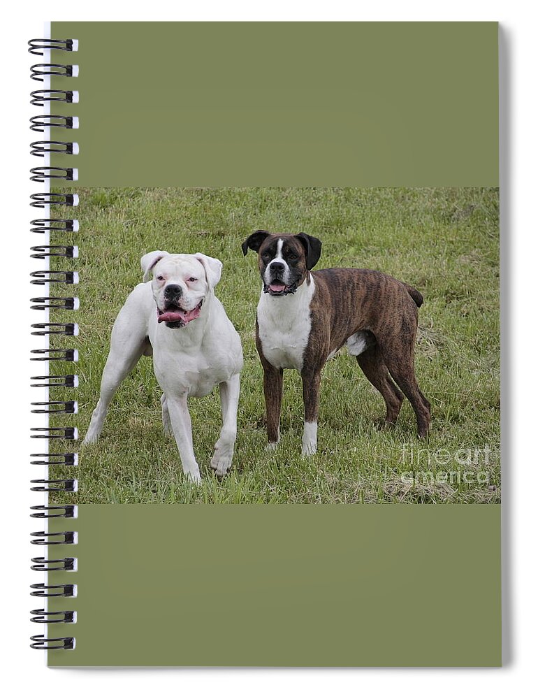 Dogs Spiral Notebook featuring the photograph Boxer Dogs Friends by Valerie Collins