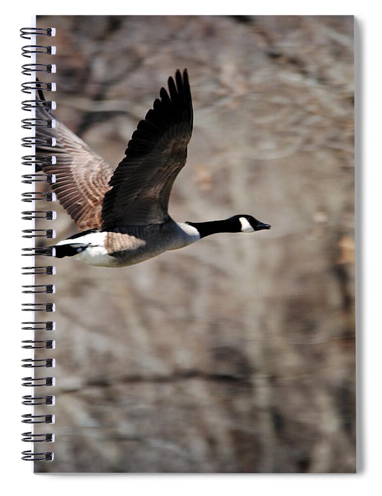 Geese Spiral Notebook featuring the photograph Goose in Flight 3 by Jai Johnson