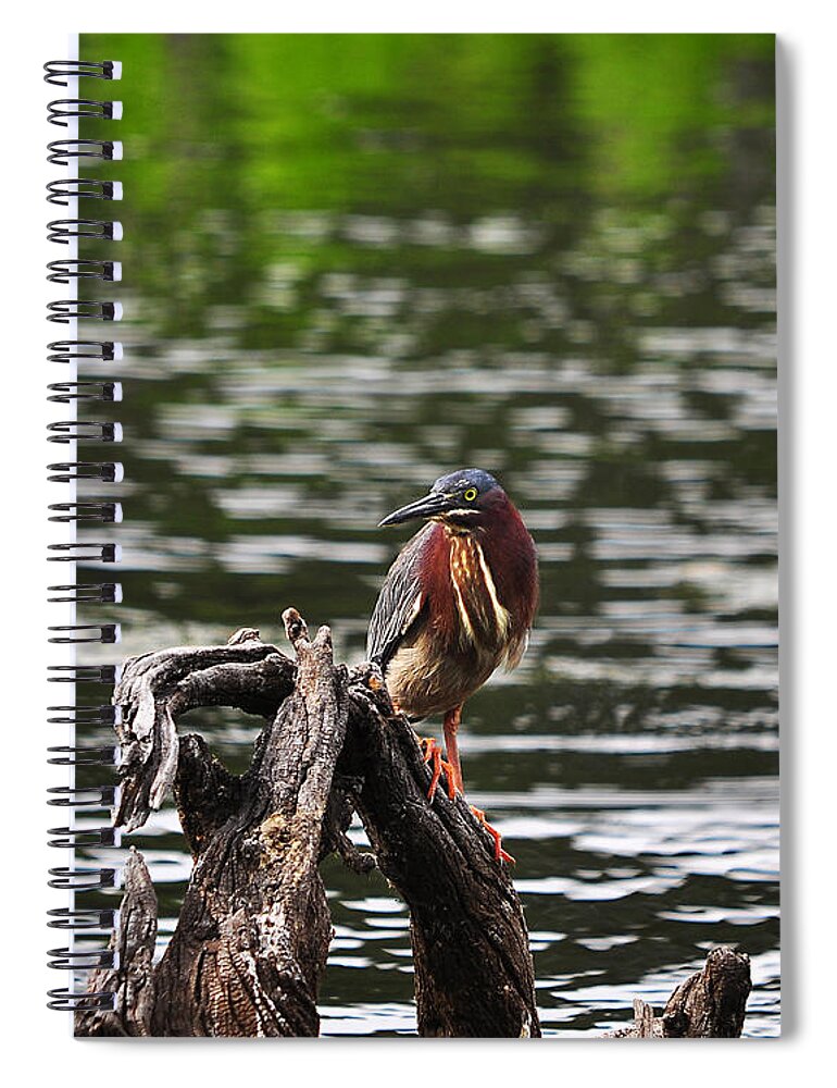 Heron Spiral Notebook featuring the photograph Gorgeous Green Heron by Al Powell Photography USA