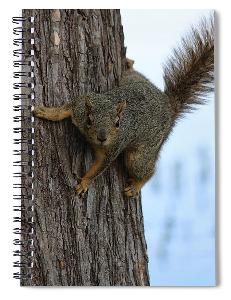  Spiral Notebook featuring the photograph Lookin' for Nuts by Christy Pooschke