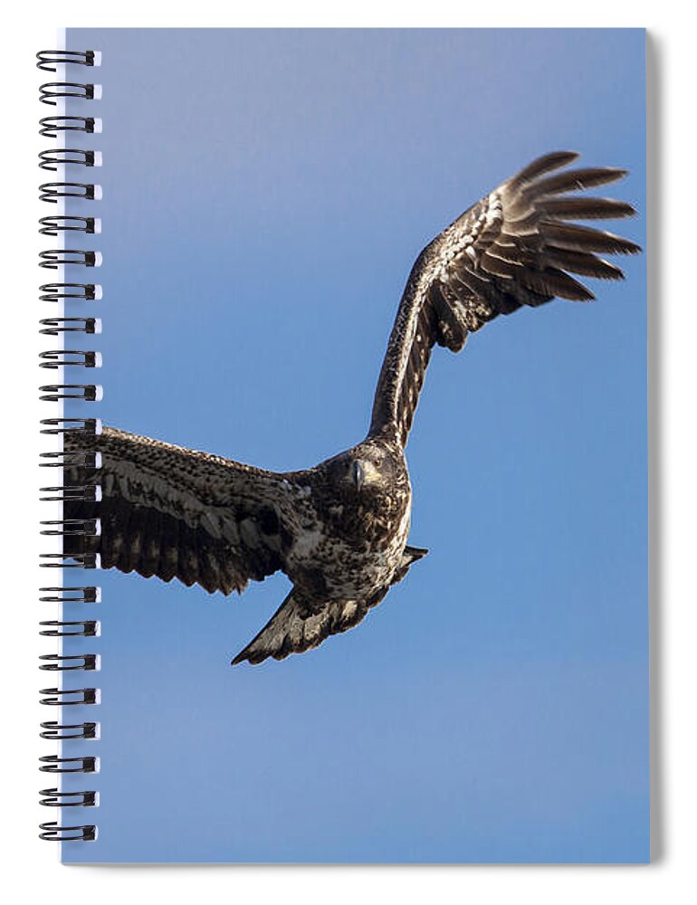 Alaska Spiral Notebook featuring the photograph Graceful by Jack R Perry