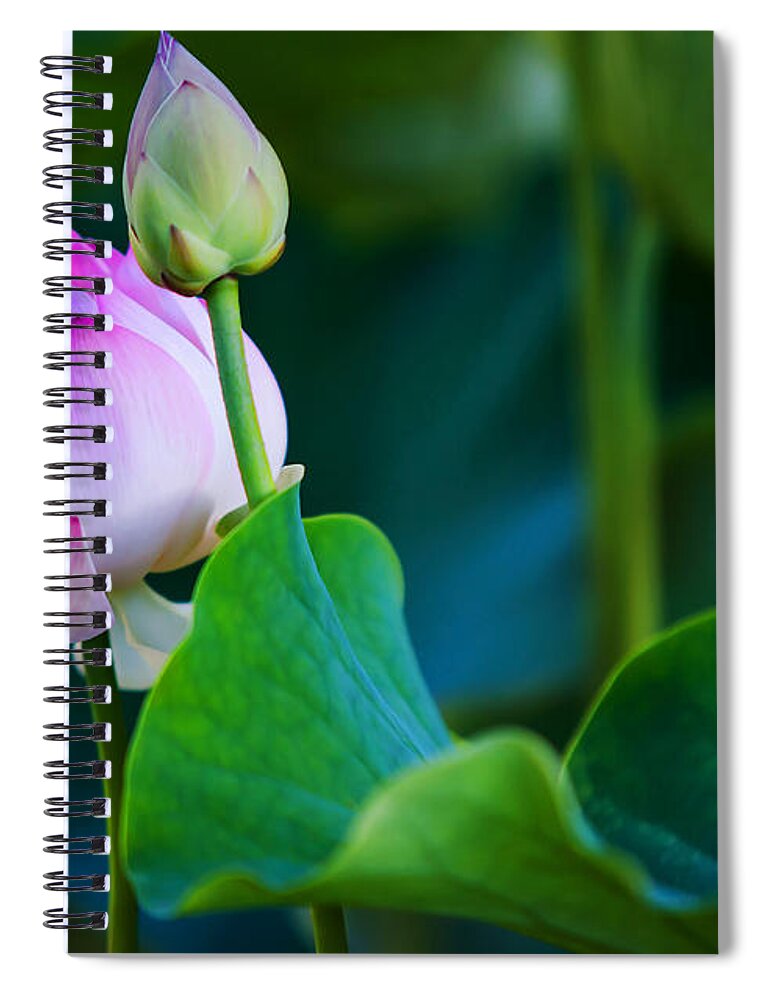 Jenny Rainbow Fine Art Photography Spiral Notebook featuring the photograph Graceful Lotus. Pamplemousses Botanical Garden. Mauritius by Jenny Rainbow