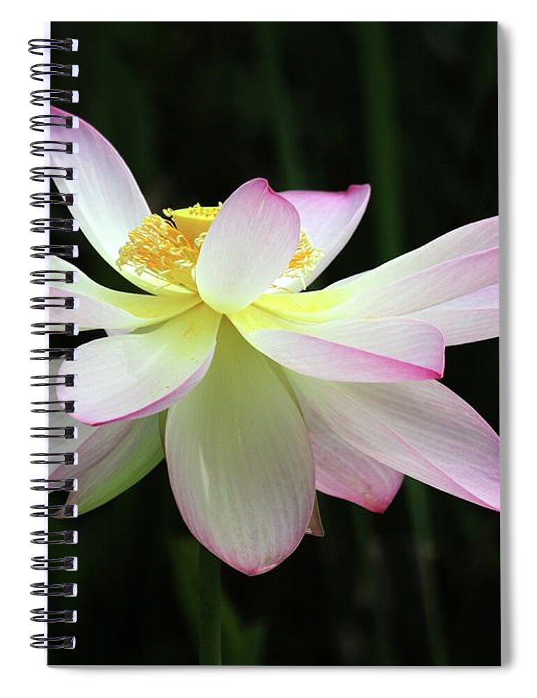 Lotus Spiral Notebook featuring the photograph Graceful Lotus by Sabrina L Ryan
