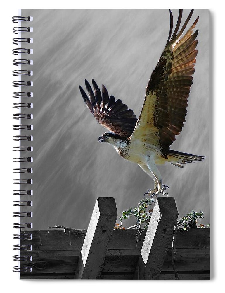 Bird Spiral Notebook featuring the photograph Grand Ole Osprey by Davandra Cribbie