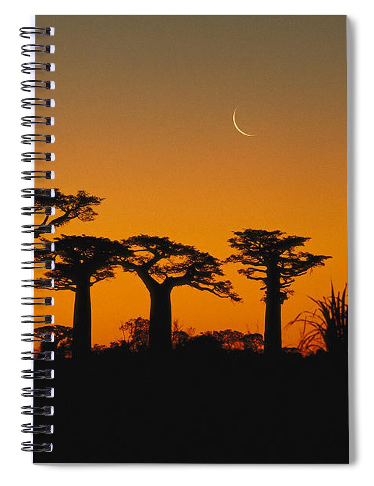 Feb0514 Spiral Notebook featuring the photograph Grandidiers Baobab Trees And Moon by Konrad Wothe