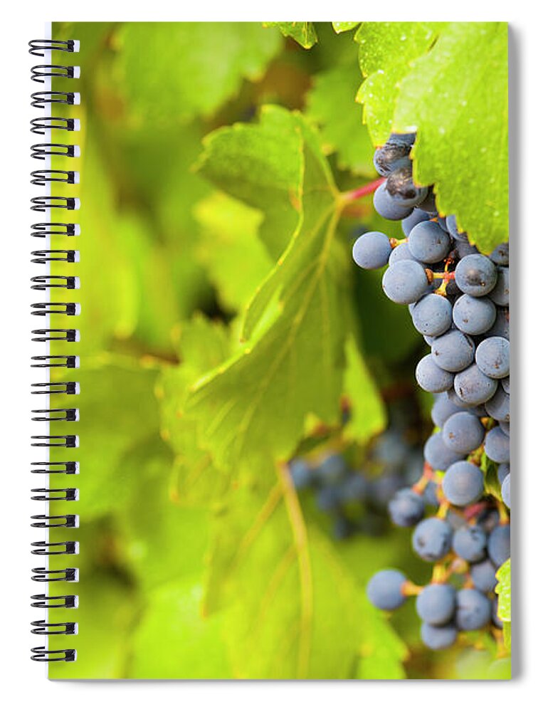 Catalonia Spiral Notebook featuring the photograph Grapes For Winemaking, Barcelona, Spain by Carlos Sanchez Pereyra