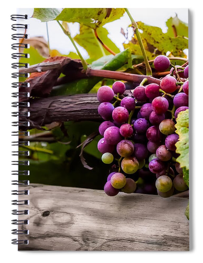 Grape Spiral Notebook featuring the photograph Grapes on the Vine by Ron Pate