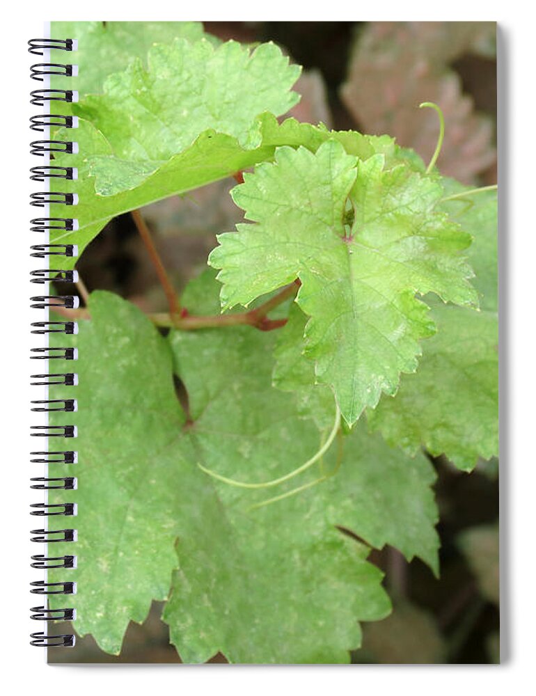 Grapevine Spiral Notebook featuring the photograph Grapevine by Laurel Powell