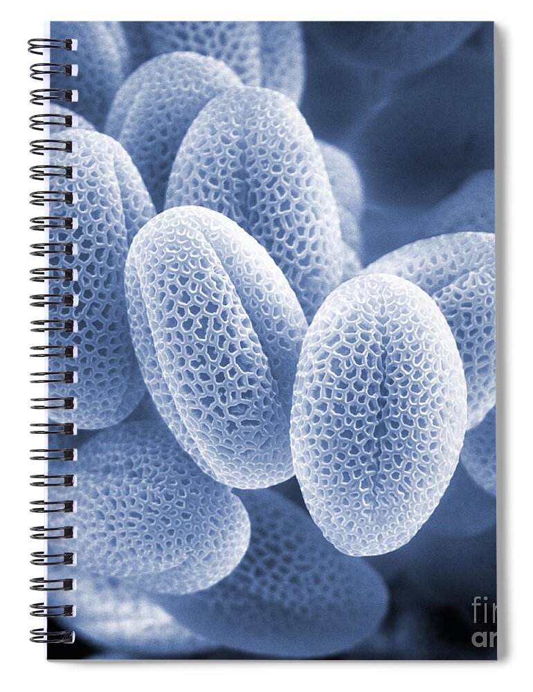 Cell Spiral Notebook featuring the photograph Grass Pollen Sem by David M. Phillips