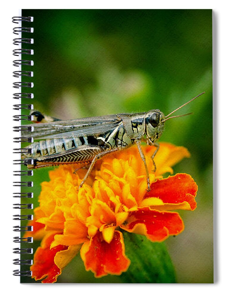 Grasshopper Spiral Notebook featuring the photograph Grasshopper on Marigold by Crystal Wightman