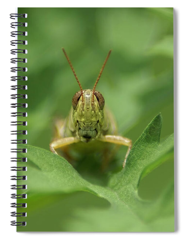 Grasshopper Spiral Notebook featuring the photograph Grasshopper Portrait by Olga Hamilton